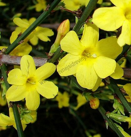 Jasmín žlutý Liana 40/60 cm, v květináči Jasminum nudiflorum